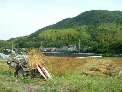 麦刈り