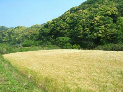 ５月中旬の大麦畑