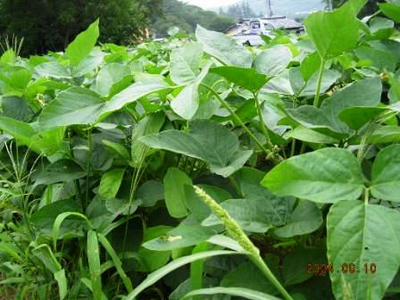 大豆