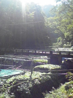 視察に行ったわさび田