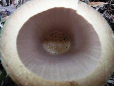 竹