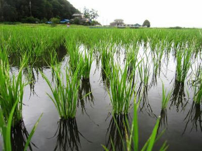 田んぼの草取り
