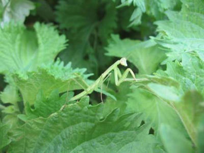 カマキリ