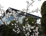 DSC00530.JPG