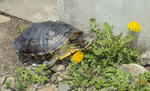 DSC02095.JPG