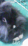 2011042618210001fuwari2.jpg