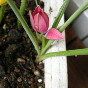 原種チューリップ花