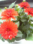 Image016.jpg