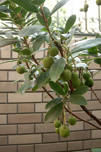 RIMG0049.JPG