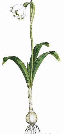 Leucojum_vernum.jpg