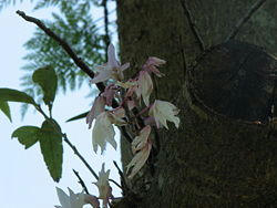 250px-Dendrobium_moniliforme.jpg