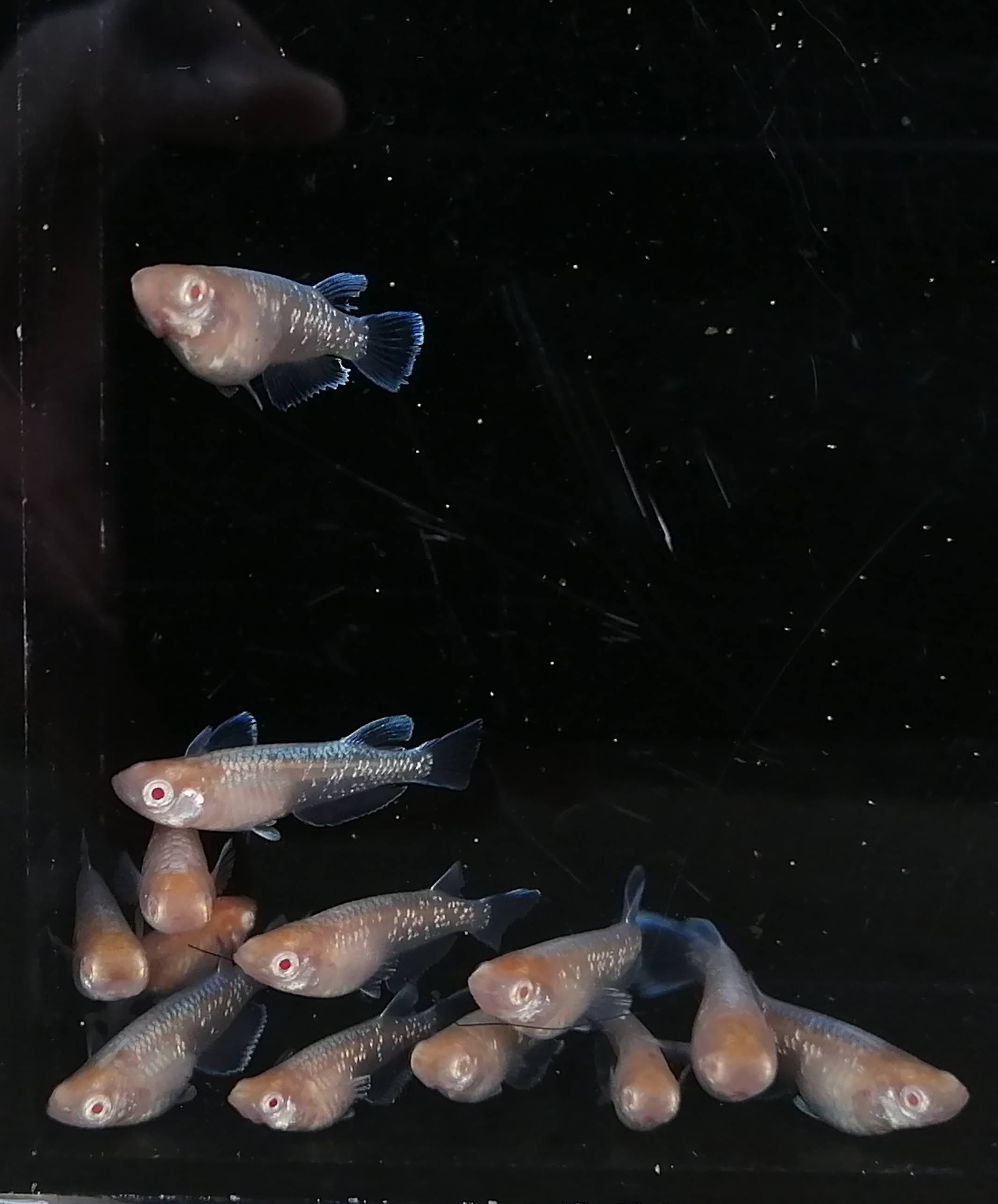 極上の王妃完成しました☆｜水華めだか