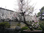 tokugesturo5.jpg
