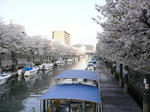 horikawasakura2.jpg