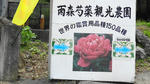 amamori1.jpg