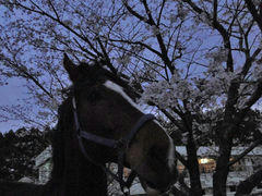 20100403Rum_2.jpg