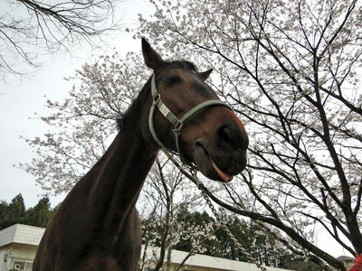 笑顔の馬