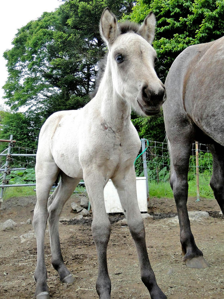 木曽馬の子供