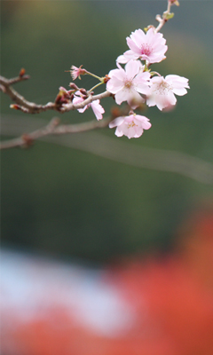 寒桜