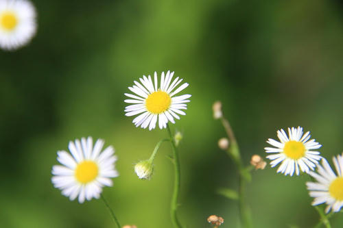 花1