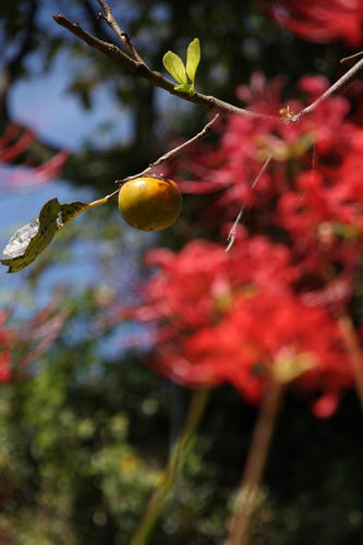 phot