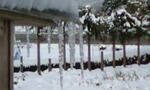 20110117065133.jpg