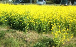 20110404112820.jpg