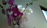 20120604080543.jpg