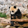 panda.JPG