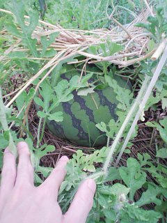 watermelon.jpg