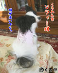 sophy1.jpg