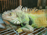 arny_after_bath.jpg