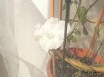 RIMG0303.jpg