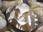 RIMG0383.jpg