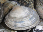 RIMG0386.jpg