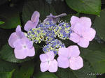 RIMG0595.jpg