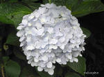 RIMG0607.jpg