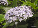 RIMG0609.jpg