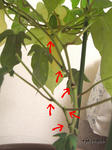 RIMG0674.jpg