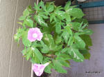 RIMG0832.jpg