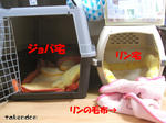 RIMG3358.jpg