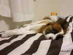 SH3B0211.jpg