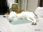 SH3B0246.jpg