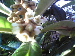 何の花でしょうか？