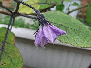 DSCF1285.JPG