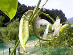 なた豆と花