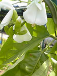 豆の花