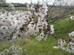 P1000012.JPG
