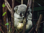 koara.gif