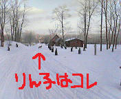 リンの散歩